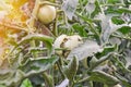 Diseases of tomatoes. Tomato zippering. Thin brown necrotic scars on the fruits. Zipper-like lesion