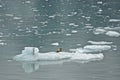 Disenchantment Bay, Alaska, USA: A seal resting on an iceberg Royalty Free Stock Photo