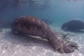 Disfigured manatee resting in shallow water