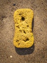 Disgarded Sponge Lies In The Sand At Low Tide