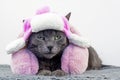 disgruntled burmese cat lies in a cute white cap with earflaps with pink bets and pink headphones and looks