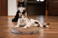 Disgruntled cat lies on a scratching post Royalty Free Stock Photo