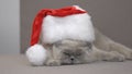 Disgruntled cat in Santa hat trying to escape on couch, Christmas discounts