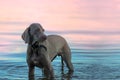 The disgruntled female of the weimaraner breed stands in the water early in the morning. Royalty Free Stock Photo