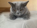 Disgruntled sleepy british cat