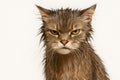 A disgruntled wet cat after bathing. Royalty Free Stock Photo
