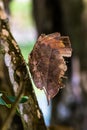 Disguise - Dead Leaf Butterfly