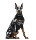 Disguise Doberman Pinscher sitting, 8 months old Royalty Free Stock Photo