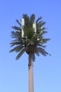 USA, Arizona/Phoenix Area: Disguised Transmission Tower Royalty Free Stock Photo
