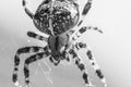 Big arachnid spider in its spiderweb silent waiting for victims Royalty Free Stock Photo