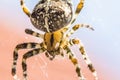 Big arachnid spider in its spiderweb silent waiting for victims Royalty Free Stock Photo