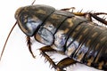 Disgusting closeup brown cockroach Royalty Free Stock Photo