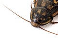 Disgusting Cockroach in closeup Royalty Free Stock Photo