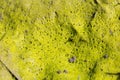 Disgusting, repulsive, slimy organic green moss, mold, fungus ab