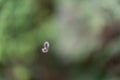 Creepy crawling caterpillar hanging on a hair-like thread Royalty Free Stock Photo