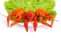 Dish with boiled crawfish and lettuce