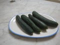 A dish with four cucumbers