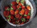 Dish with bright fresh red ripe strawberries