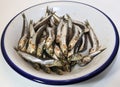 Dish with freshly caught anchovies ready to be fried Royalty Free Stock Photo