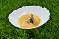 A dish of Italian cuisine corn soup with crab in a white plate