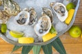 Dish with oysters, lemons, chili and leaves on ice