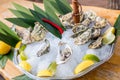 Dish with oysters, lemons, chili and leaves on ice