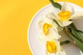 Three narcissus flowers lie on a plate on a yellow background. Royalty Free Stock Photo