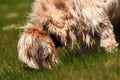 Disheveled dog briard sniffles in grass Royalty Free Stock Photo