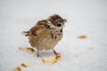 A disheveled funny bird sparrows