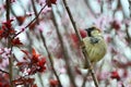 Disheveled little sparrow