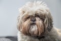 Disheveled Shi Tzu dog serious on a grey background