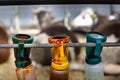 Disinfecting bottles for cow`s udder after milking