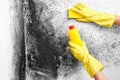 Disinfection of Aspergillus fungus. A hand in a yellow glove removes black mold from the wall in the apartment with a sponge. Dete Royalty Free Stock Photo