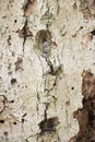 Unique Disintegrating Wood Texture