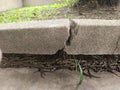 The roots of the large tree push up the concrete floor, causing it to crack. Royalty Free Stock Photo