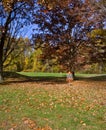 Disk golf practice course. Royalty Free Stock Photo