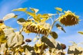 Disk heads of common sunflower ready for harvest, bend heavy in blue summer sky, peaceful sunny midday