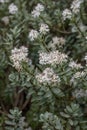 Disk-leaved Veronica pinguifolia, white flowering shrub