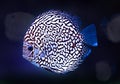 Diskus exotic fish black white aquarium color blue isolated background nature animal Royalty Free Stock Photo