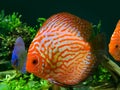 Exotic colorful fishes in aquarium