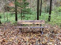 Dismal atmosphere bench covered with autumn foliage at path in woodland on dull rainy day Royalty Free Stock Photo