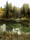 Dismal swamp against the dense autumn forest