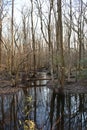 Dismal Swamp Royalty Free Stock Photo