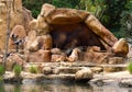 Disney Jungle Cruise Lions Feast on Zebra while cubs play