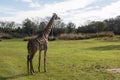 Disney's Animal Kingdom Royalty Free Stock Photo