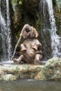 Disney World Jungle Cruise Elephant