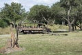 Disney World Kilimanjaro Safari Animal Kindom Royalty Free Stock Photo