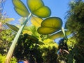 Disneyland Pixar Bug's Life Leaf Canopy Royalty Free Stock Photo