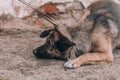 Disobedient dog on a leash. A scared dog lies on the ground. Dog training, the dog does not obey the owner.