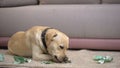 Disobedient labrador dog chewing euro banknotes, lying on floor, pet misbehavior